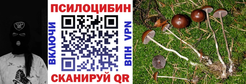 продажа наркотиков  Кировск  Псилоцибиновые грибы Psilocybe 